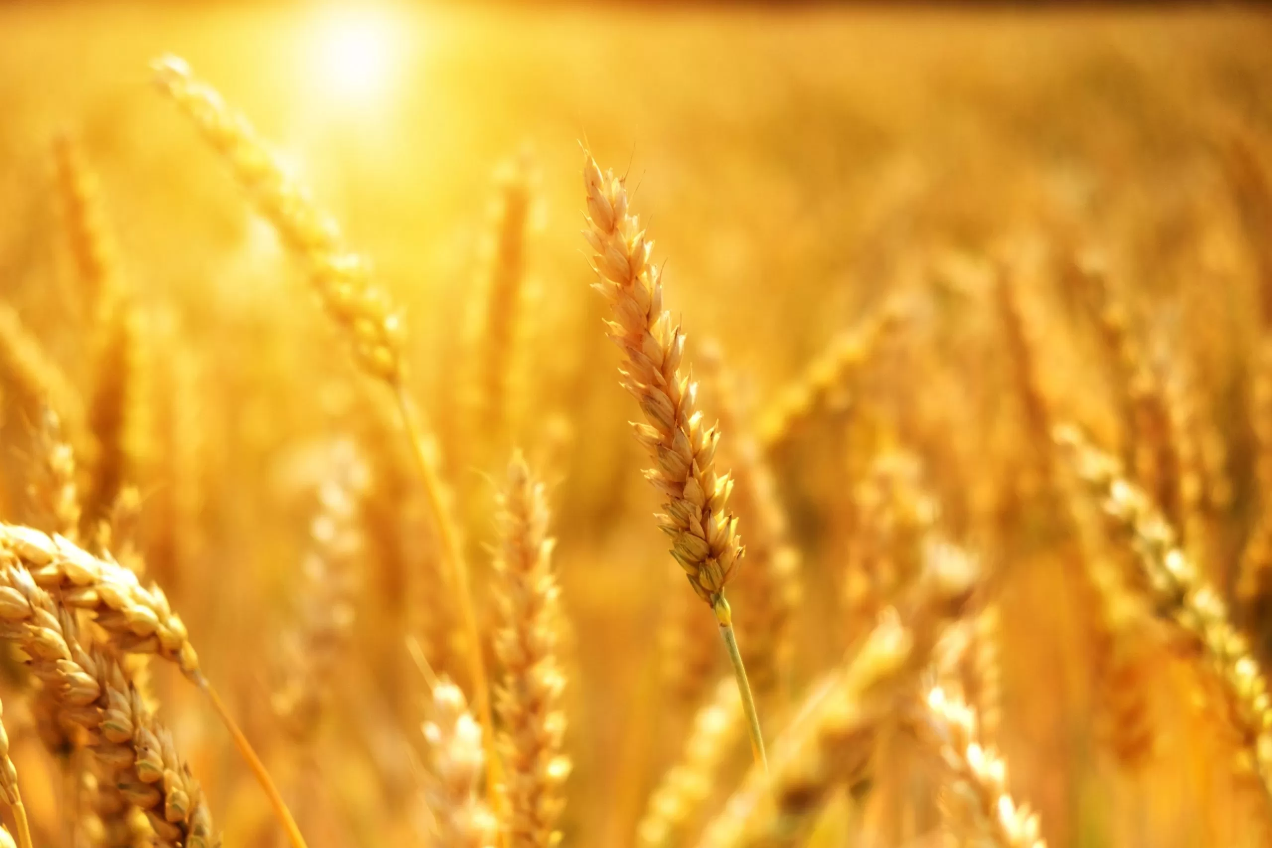 Revised Guidance for assessing the greenhouse gas impacts of agricultural policies
